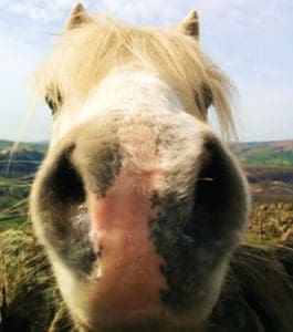 Shatton Mast Pony